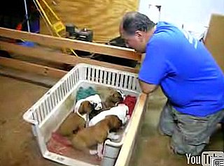 Cute Alert: Man Sings Pups to Sleep at Bedtime